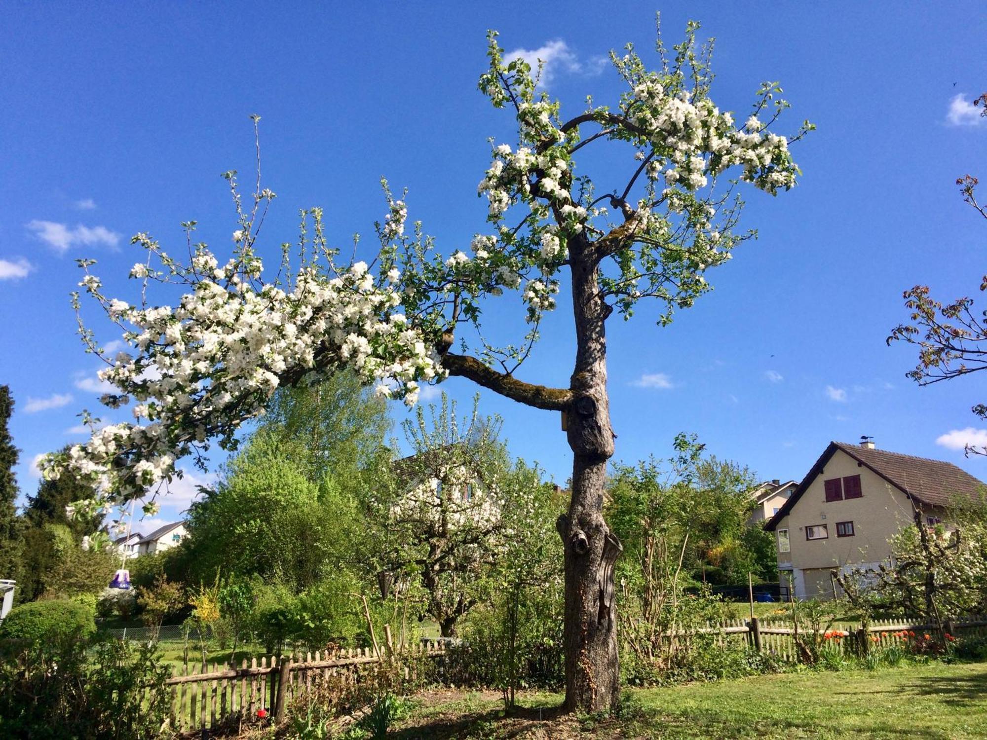 Guntli'S Family Guesthouse Andelfingen Eksteriør billede